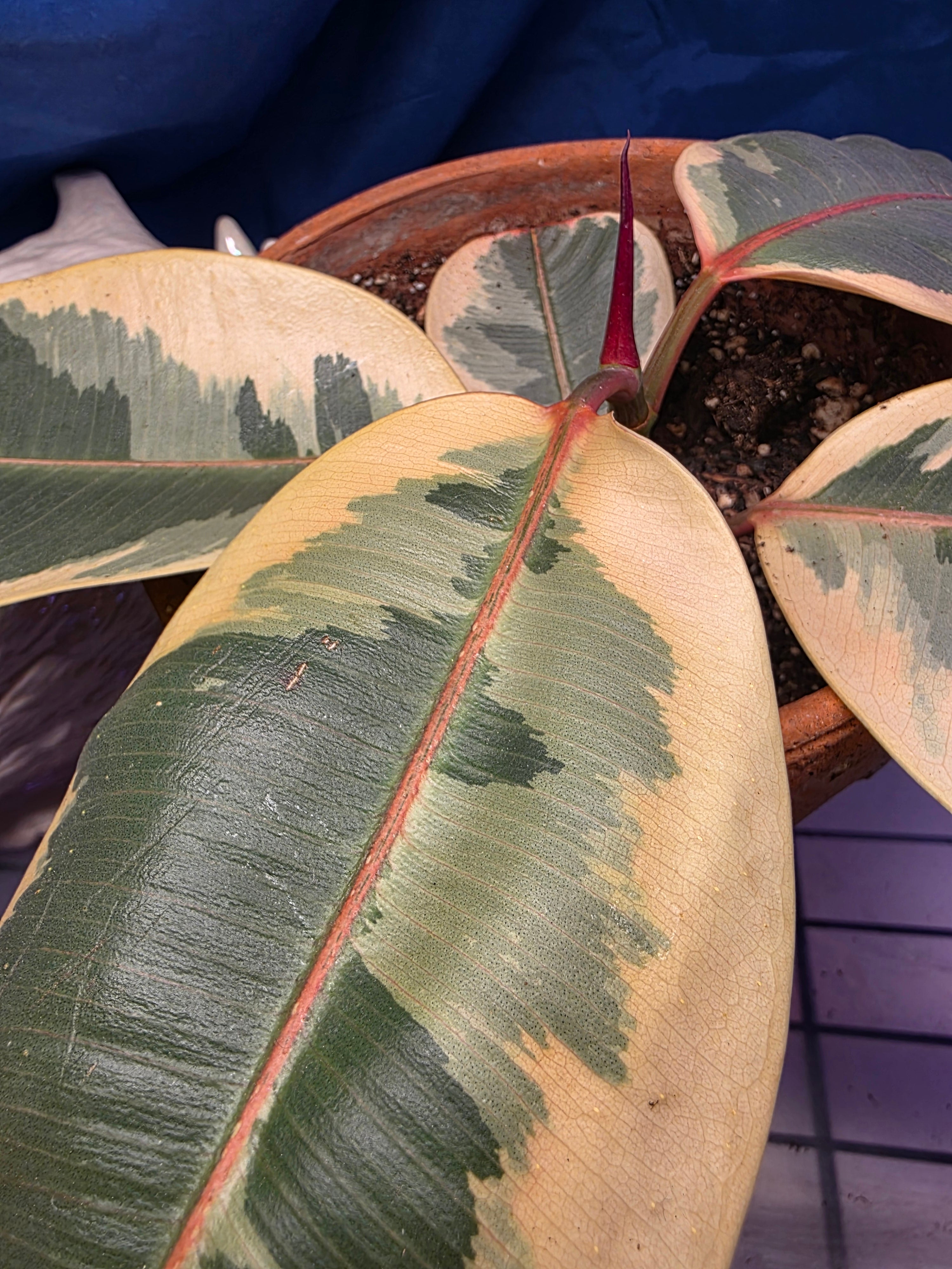 Ficus elastic Tineke