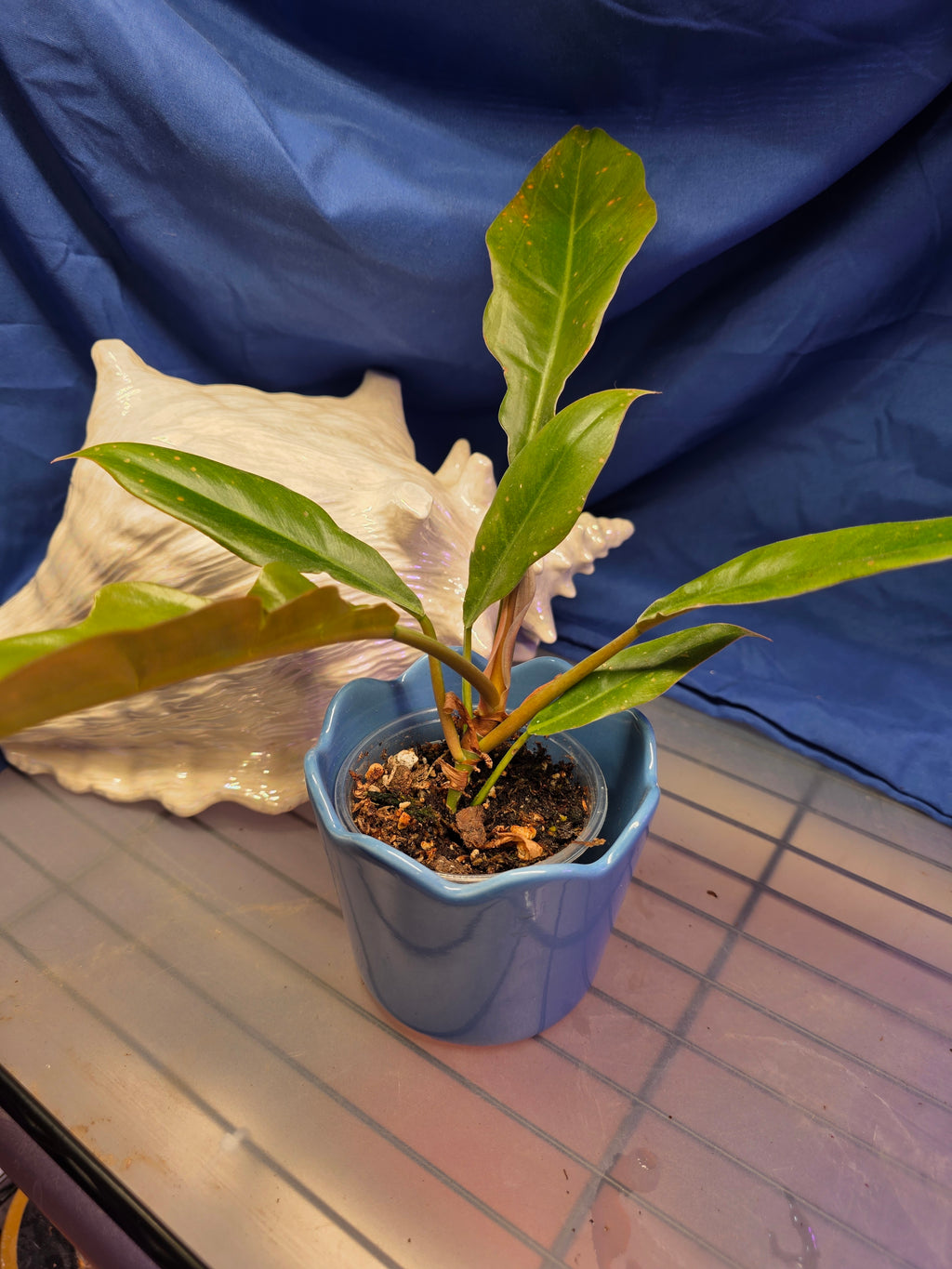 Philodendron jungle boogie