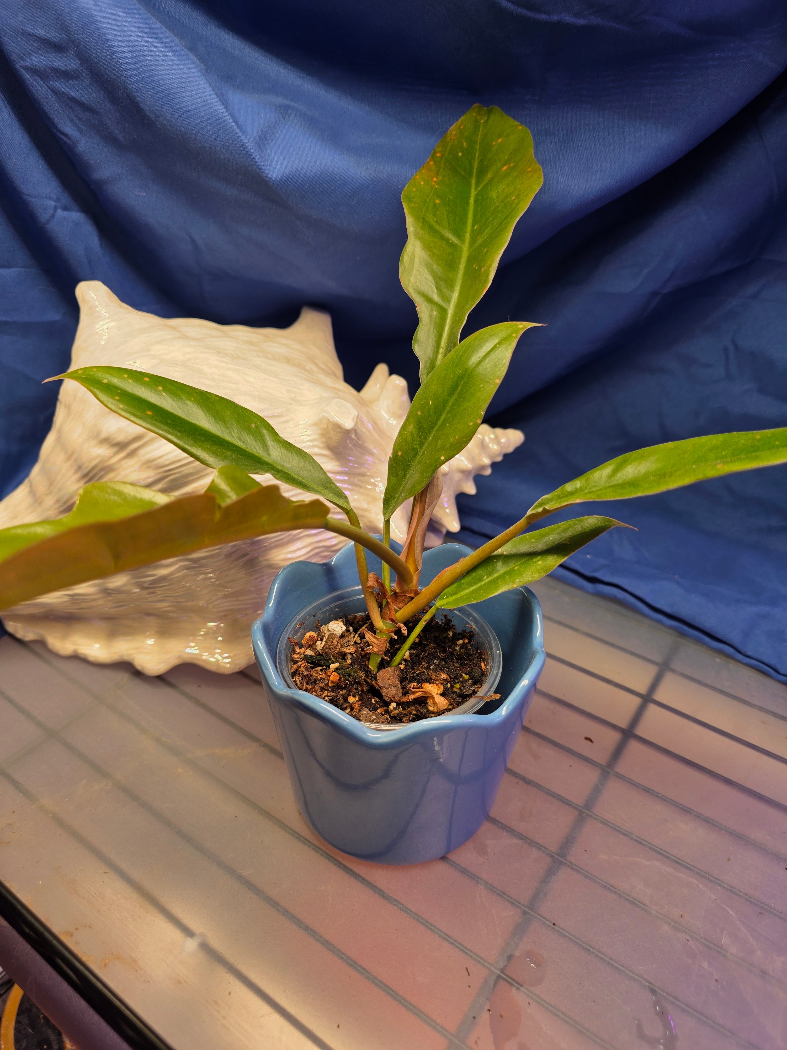 Philodendron jungle boogie