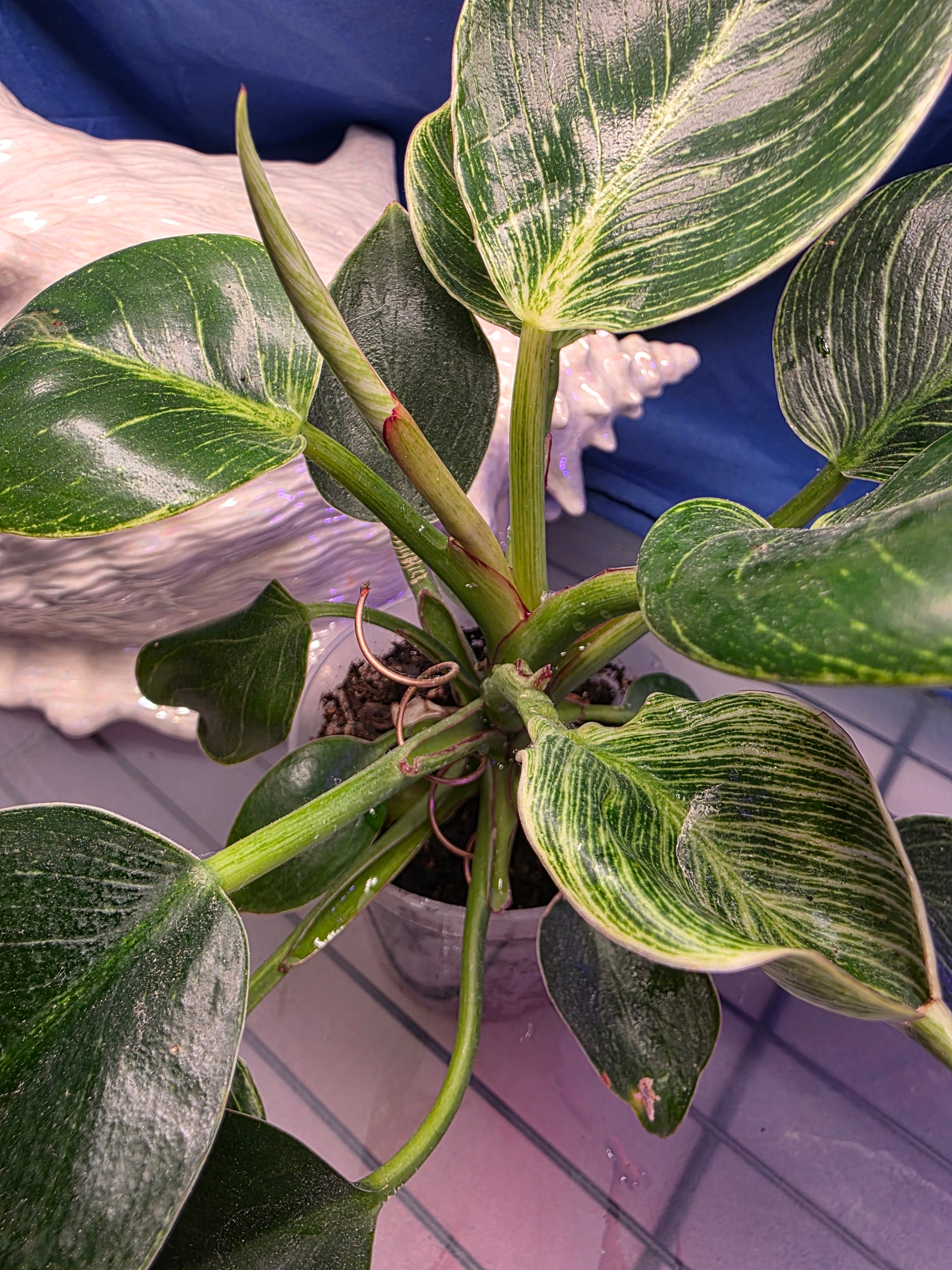 Philodendron berkin