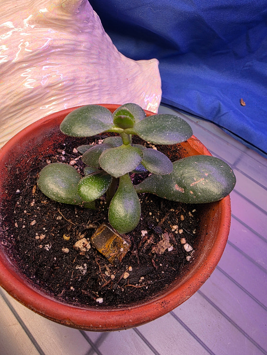 Jade