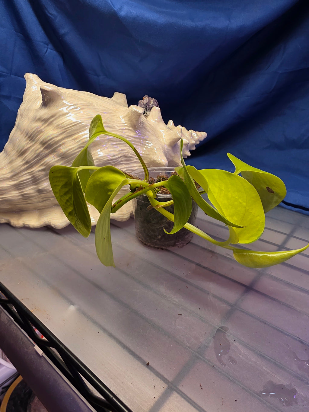 Pothos neon