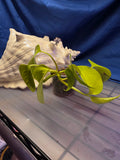 Pothos neon