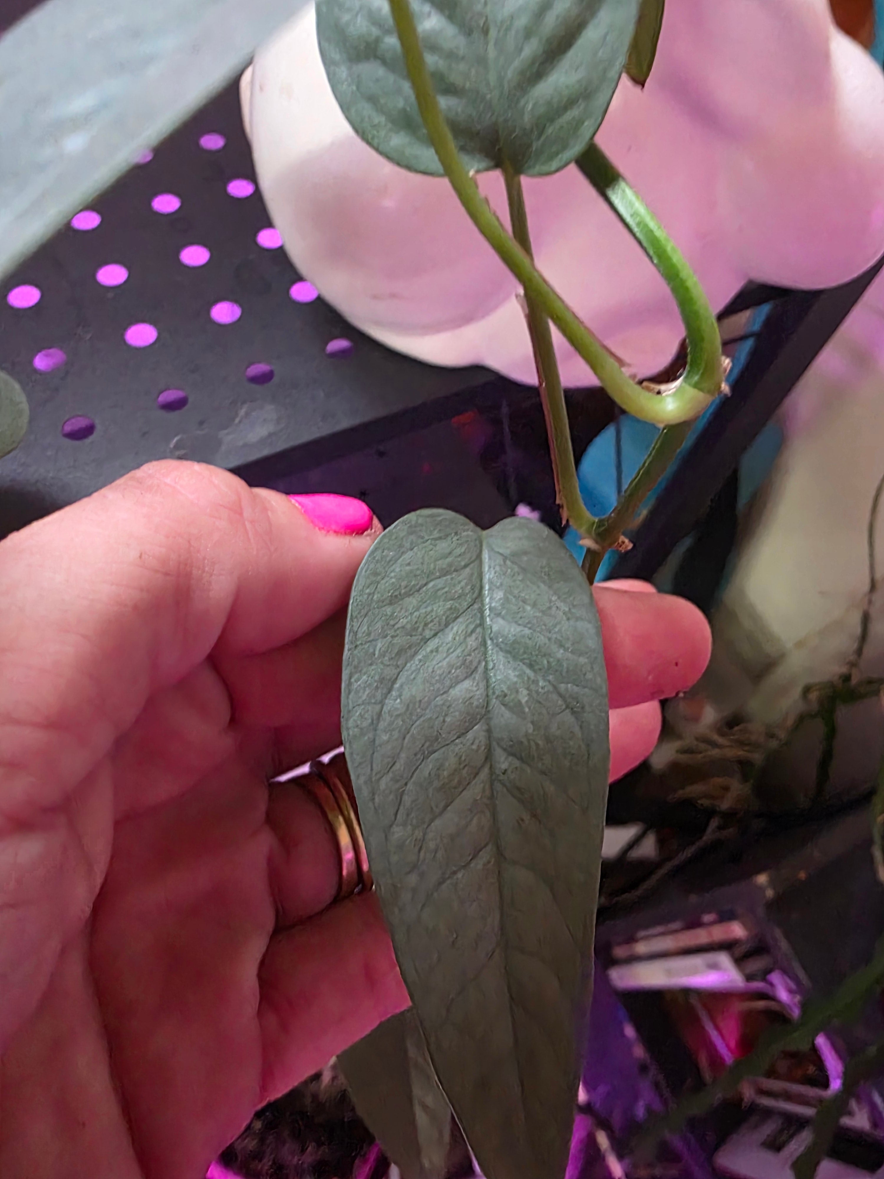 Cebu blue pothos