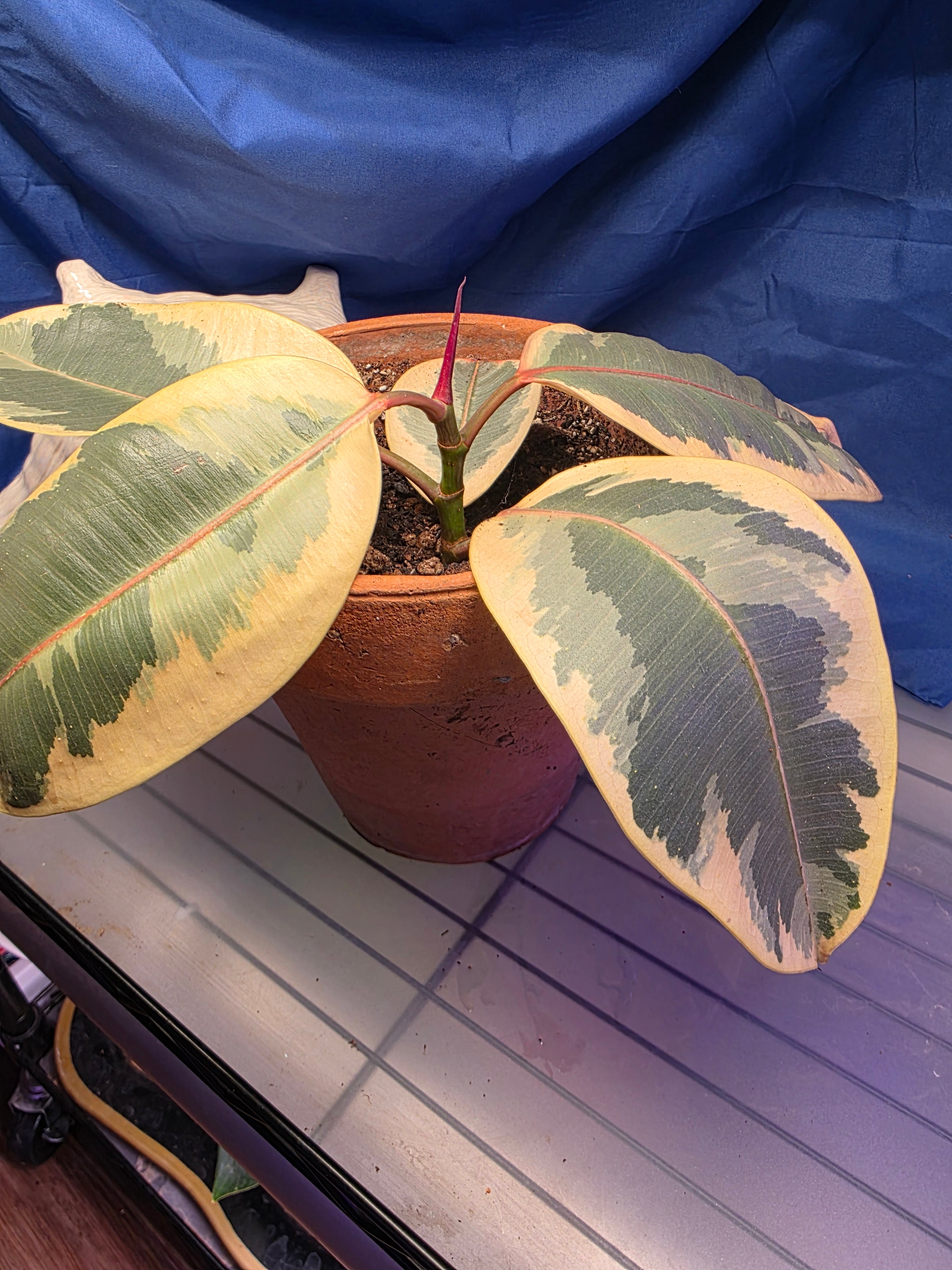 Ficus elastic Tineke