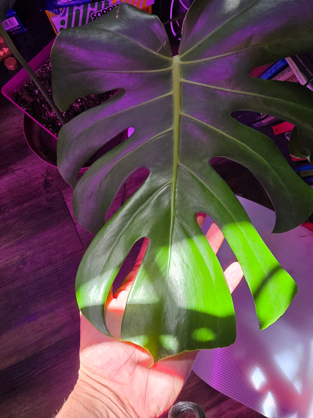 Monstera