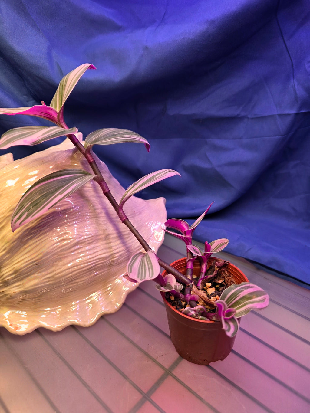 Tradescantia Nanouk