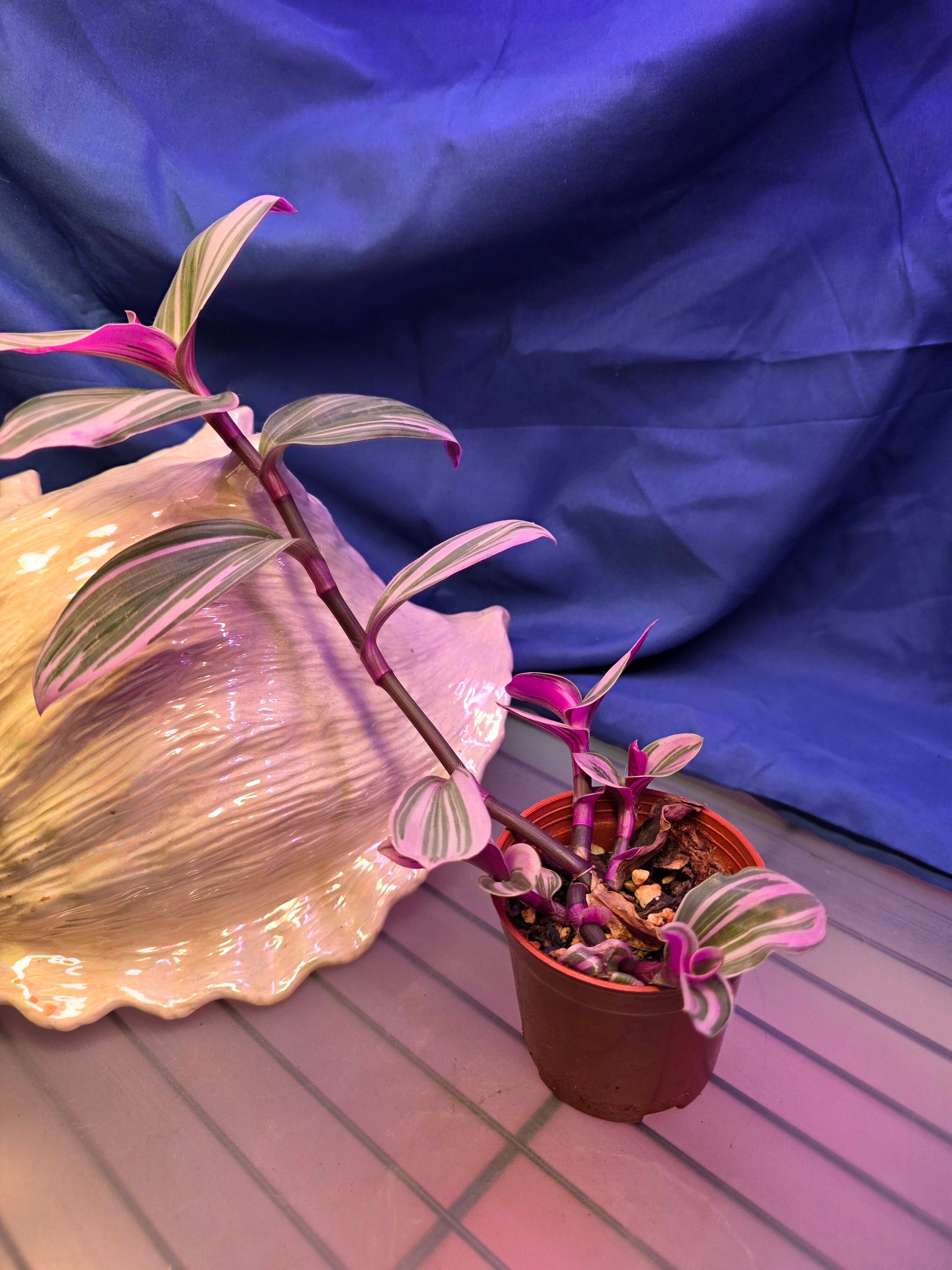 Tradescantia Nanouk