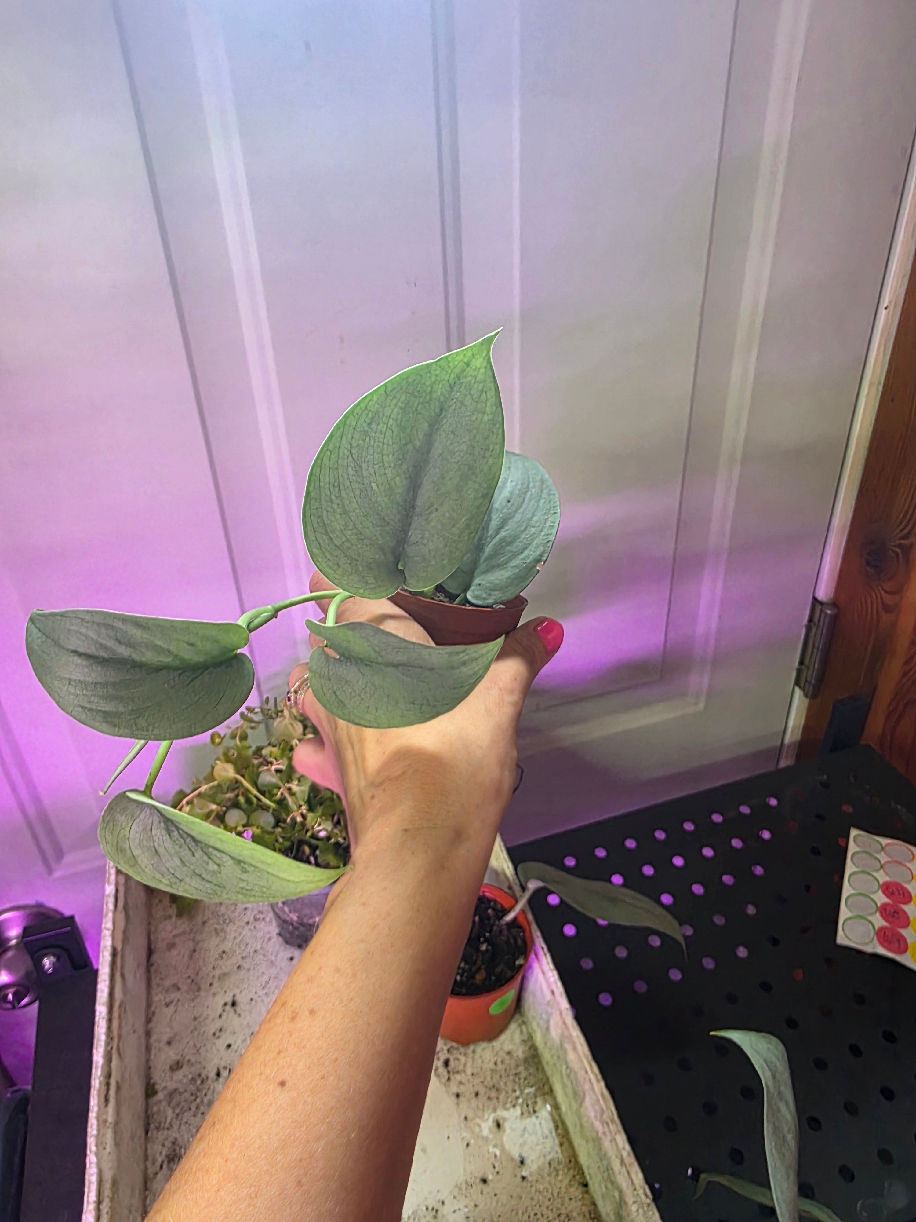 Scindapsus platinum 'silver hero'