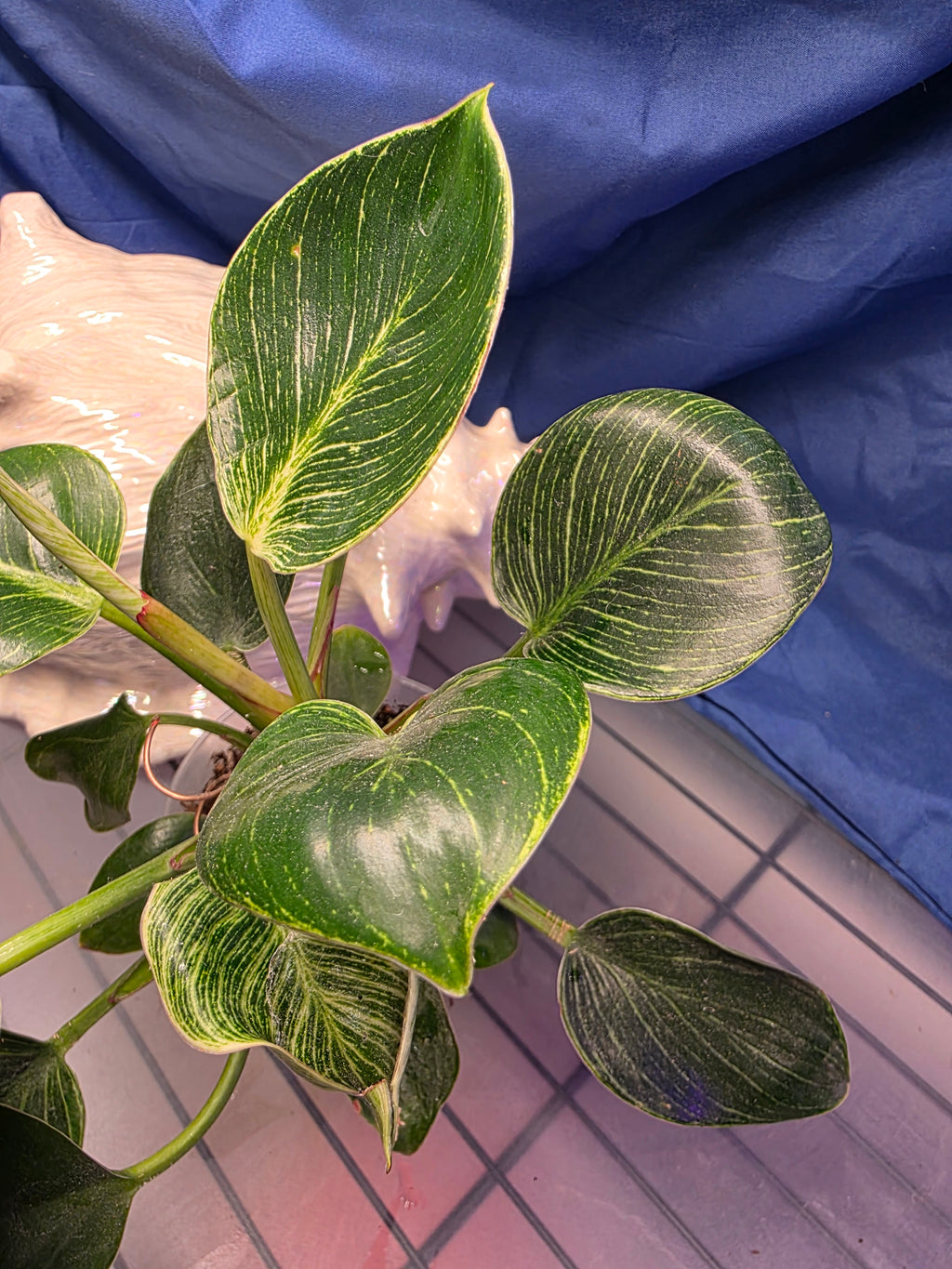 Philodendron berkin
