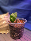 Philodendron Jose Buono