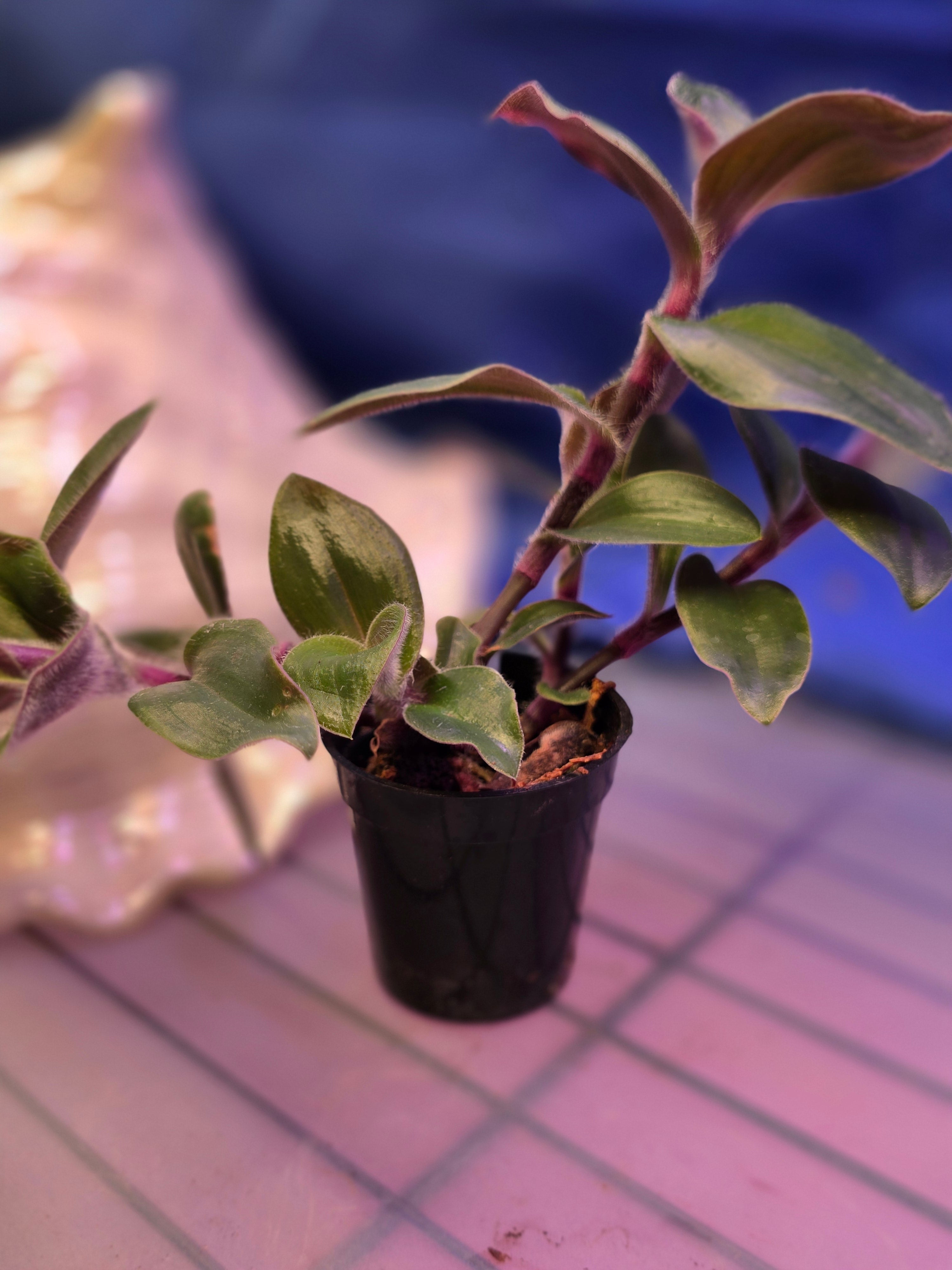 Tradescantia Red Hill