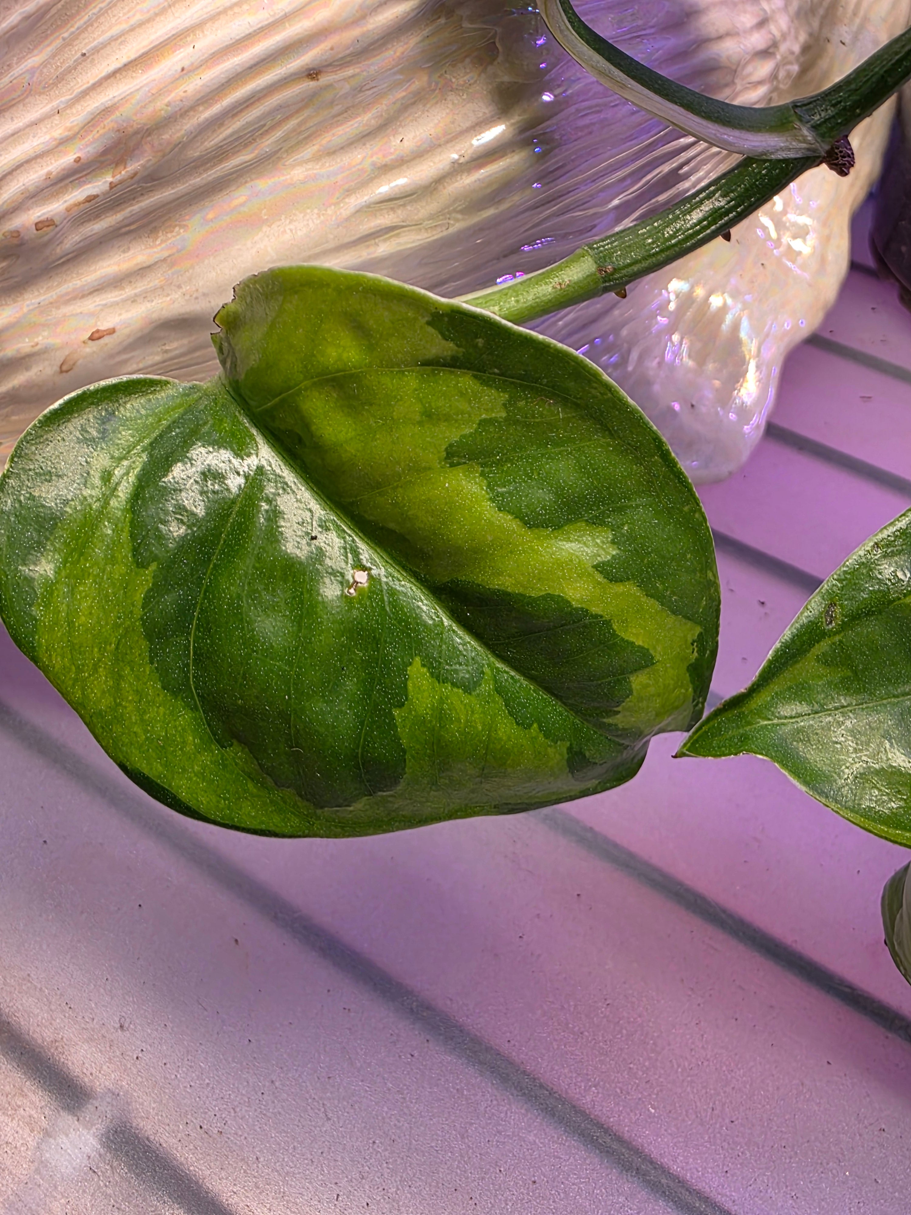 Pothoes Green Giant