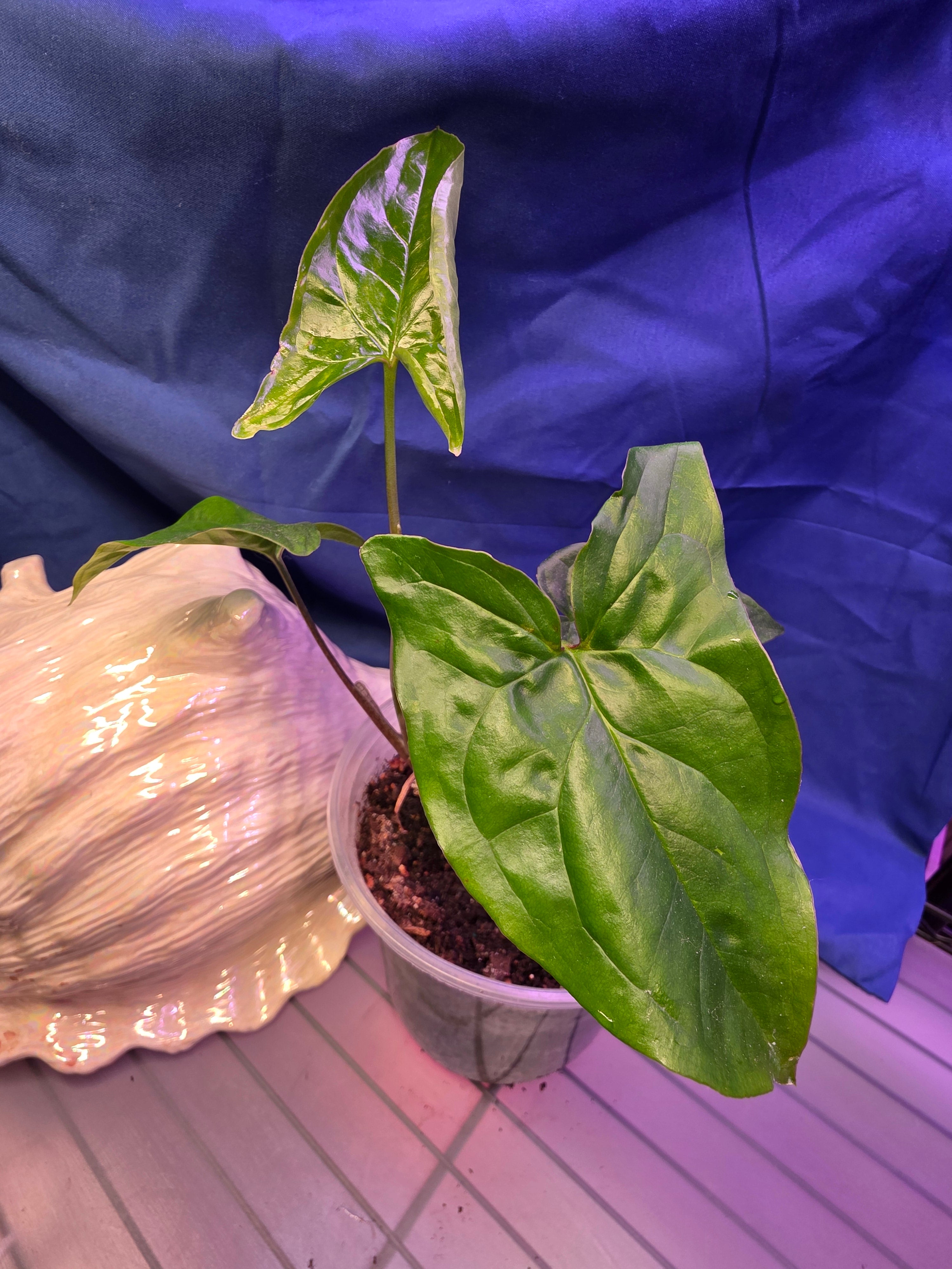 Syngonium Green Arowhead