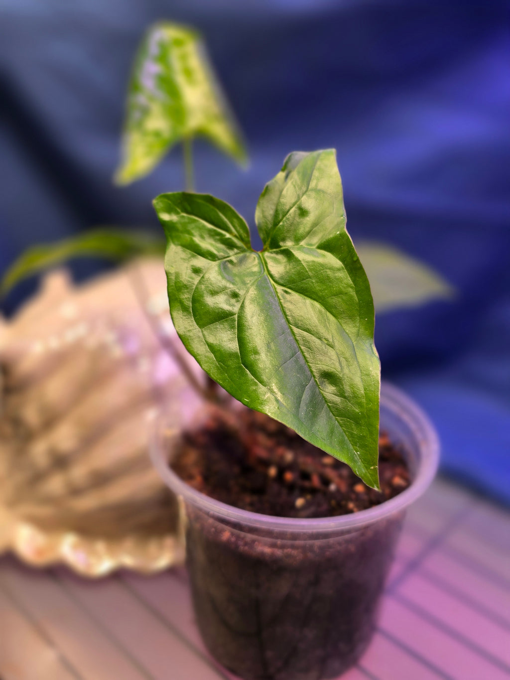 Syngonium Green Arowhead