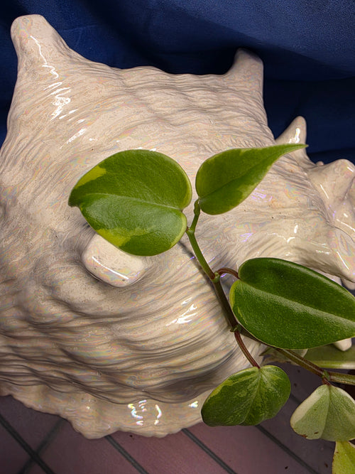 Cupid peperomia