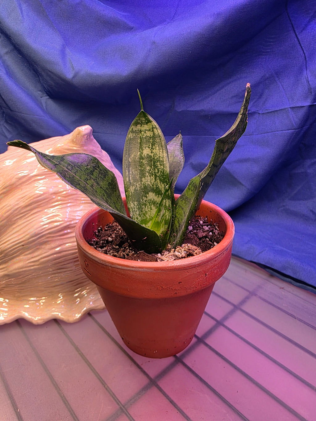 Sansevieria Black Coral