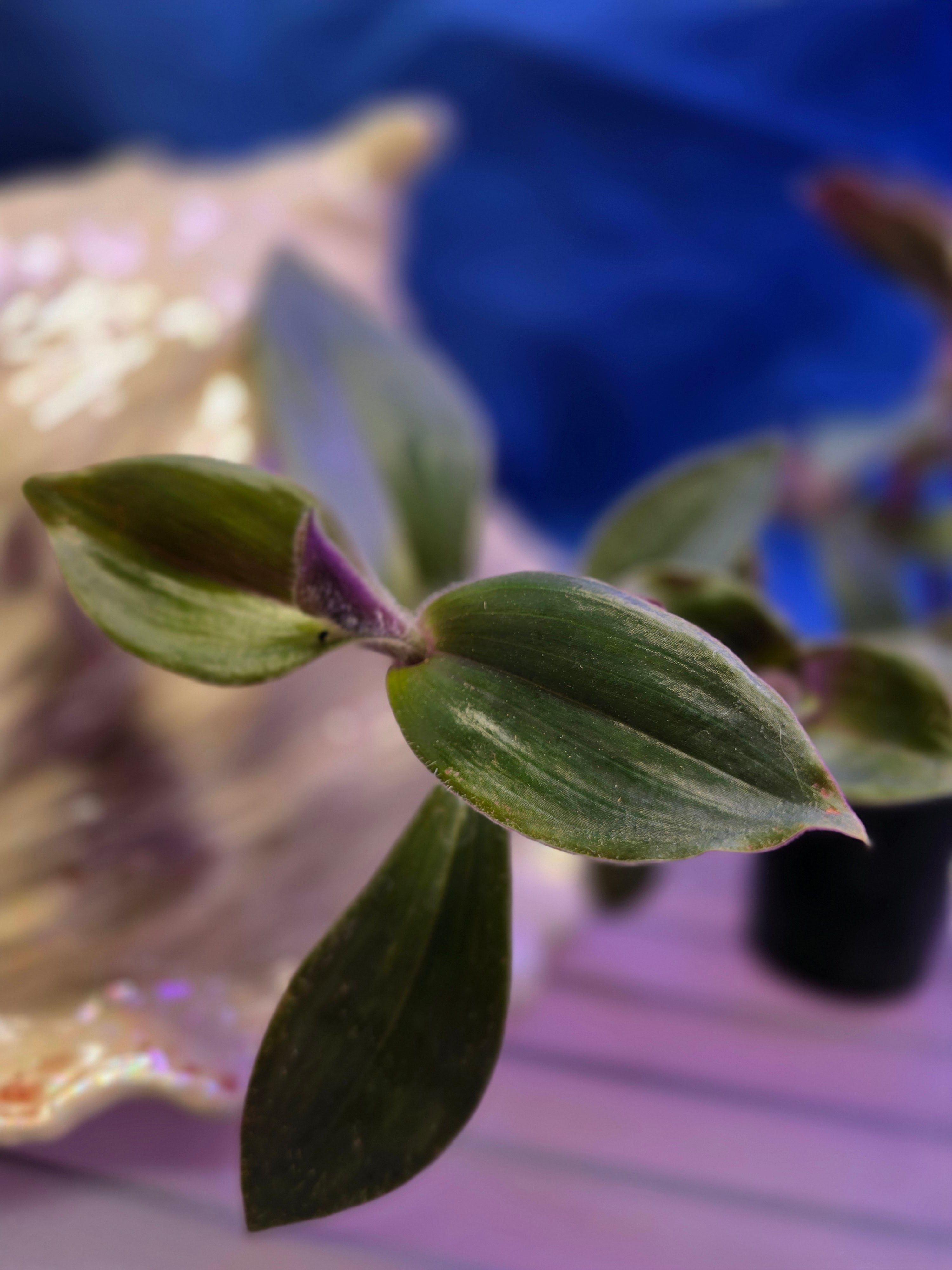 Tradescantia Red Hill
