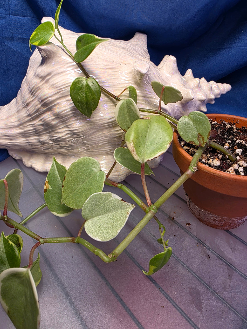 Cupid peperomia