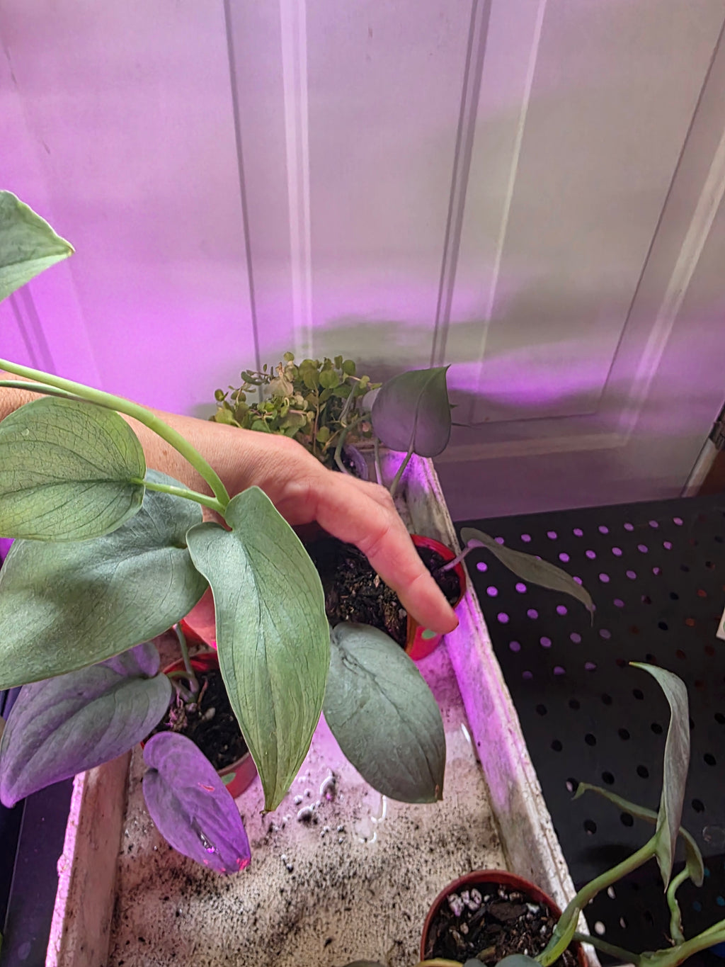 Scindapsus platinum 'silver hero'